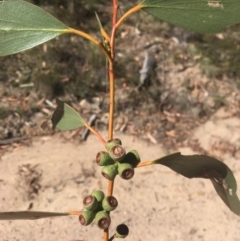 Eucalyptus pauciflora (A Snow Gum) at Namadgi National Park - 26 Mar 2019 by alex_watt
