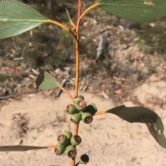 Eucalyptus pauciflora (A Snow Gum) at Tennent, ACT - 26 Mar 2019 by alexwatt