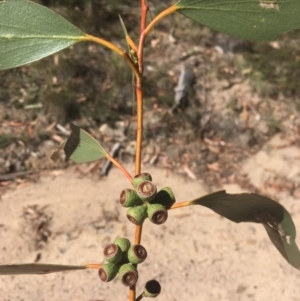 Eucalyptus pauciflora at Tennent, ACT - 26 Mar 2019 12:11 PM