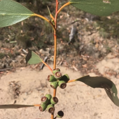 Eucalyptus pauciflora (A Snow Gum) at Namadgi National Park - 26 Mar 2019 by alex_watt