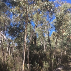 Eucalyptus pauciflora at Tennent, ACT - 26 Mar 2019 12:11 PM