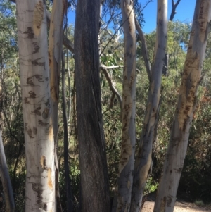 Eucalyptus pauciflora at Tennent, ACT - 26 Mar 2019