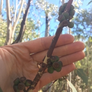 Eucalyptus pauciflora at Tennent, ACT - 26 Mar 2019 12:11 PM