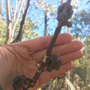 Eucalyptus pauciflora at Tennent, ACT - 26 Mar 2019