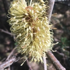 Banksia marginata (Silver Banksia) at Tennent, ACT - 26 Mar 2019 by alexwatt