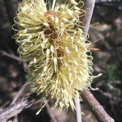 Banksia marginata (Silver Banksia) at Tennent, ACT - 26 Mar 2019 by alexwatt