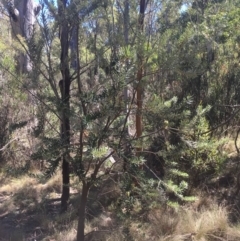 Banksia marginata at Tennent, ACT - 26 Mar 2019