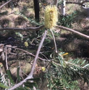 Banksia marginata at Tennent, ACT - 26 Mar 2019