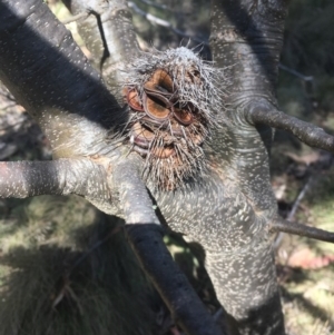 Banksia marginata at Tennent, ACT - 26 Mar 2019 12:12 PM