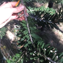 Banksia marginata at Tennent, ACT - 26 Mar 2019