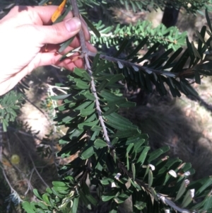 Banksia marginata at Tennent, ACT - 26 Mar 2019