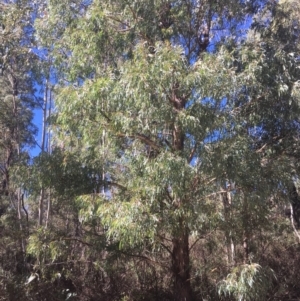 Eucalyptus delegatensis subsp. delegatensis at Tennent, ACT - 26 Mar 2019