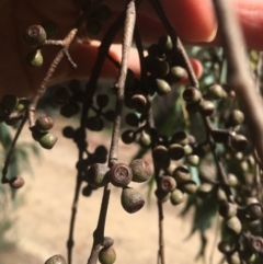 Eucalyptus delegatensis subsp. delegatensis at Tennent, ACT - 26 Mar 2019