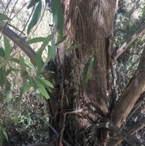 Eucalyptus delegatensis subsp. delegatensis at Tennent, ACT - 26 Mar 2019