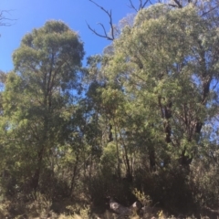 Eucalyptus delegatensis subsp. delegatensis at Tennent, ACT - 26 Mar 2019