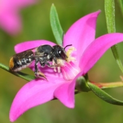 Megachile (Hackeriapis) oblonga (A Megachild bee) at ANBG - 26 Mar 2019 by TimL