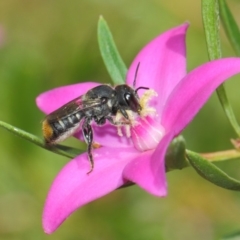 Megachile (Hackeriapis) oblonga at Acton, ACT - 26 Mar 2019