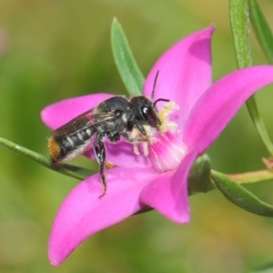 Megachile (Hackeriapis) oblonga at Acton, ACT - 26 Mar 2019