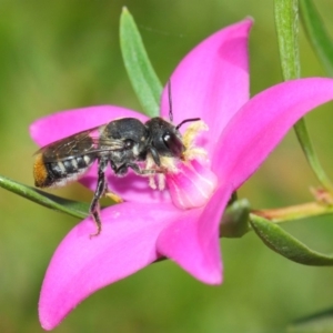 Megachile (Hackeriapis) oblonga at Acton, ACT - 26 Mar 2019