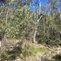 Eucalyptus stellulata (Black Sally) at Tennent, ACT - 26 Mar 2019 by alex_watt