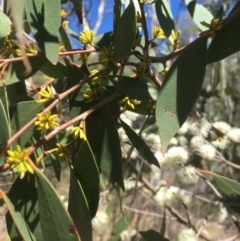 Eucalyptus stellulata at Tennent, ACT - 26 Mar 2019