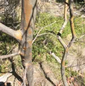 Eucalyptus stellulata at Tennent, ACT - 26 Mar 2019