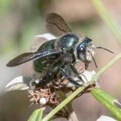 Xylocopa (Lestis) aeratus (Metallic Green Carpenter Bee) at Acton, ACT - 27 Mar 2019 by WHall