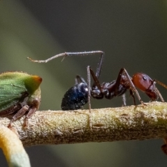 Sextius virescens (Acacia horned treehopper) at ANBG - 27 Mar 2019 by WHall