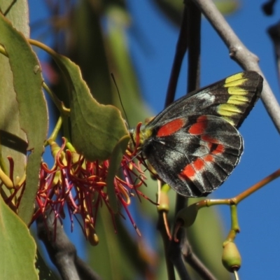 Delias harpalyce (Imperial Jezebel) at Callum Brae - 26 Mar 2019 by KumikoCallaway