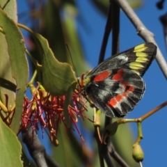 Delias harpalyce (Imperial Jezebel) at Symonston, ACT - 26 Mar 2019 by KumikoCallaway