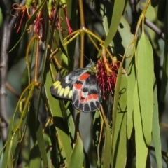 Delias harpalyce at Symonston, ACT - 26 Mar 2019 11:15 AM