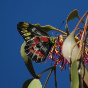 Delias harpalyce at Symonston, ACT - 26 Mar 2019 11:15 AM