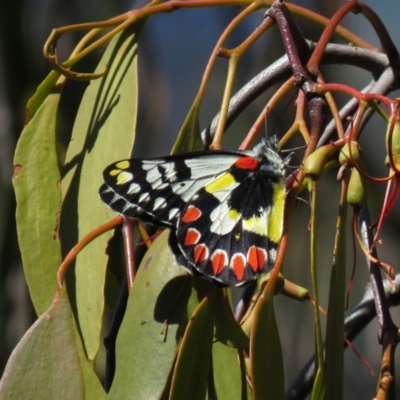 Delias aganippe (Spotted Jezebel) at Symonston, ACT - 26 Mar 2019 by KumikoCallaway