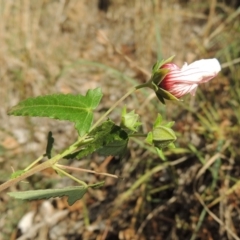 Pavonia hastata (Spearleaf Swampmallow) at Theodore, ACT - 27 Feb 2019 by michaelb