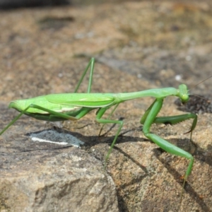 Pseudomantis albofimbriata at Acton, ACT - 26 Mar 2019 12:53 PM