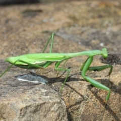 Pseudomantis albofimbriata (False garden mantis) at Acton, ACT - 26 Mar 2019 by TimL