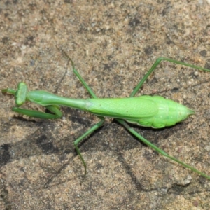 Pseudomantis albofimbriata at Acton, ACT - 26 Mar 2019