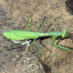 Pseudomantis albofimbriata at Acton, ACT - 26 Mar 2019 12:53 PM