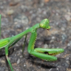 Pseudomantis albofimbriata (False garden mantis) at Acton, ACT - 26 Mar 2019 by TimL