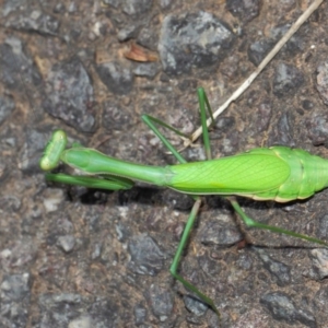 Pseudomantis albofimbriata at Acton, ACT - 26 Mar 2019