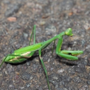 Pseudomantis albofimbriata at Acton, ACT - 26 Mar 2019