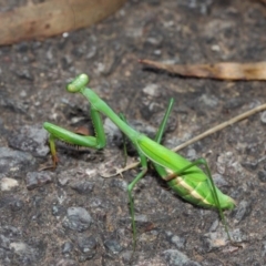 Pseudomantis albofimbriata at Acton, ACT - 26 Mar 2019