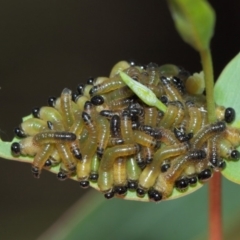 Pseudoperga sp. (genus) (Sawfly, Spitfire) at Hackett, ACT - 26 Mar 2019 by TimL