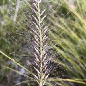 Cenchrus purpurascens at Williamsdale, NSW - 23 Mar 2019 03:56 PM