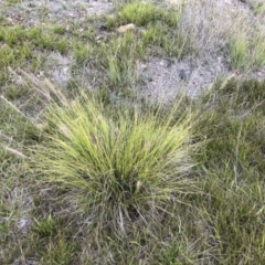 Cenchrus purpurascens at Williamsdale, NSW - 23 Mar 2019 03:56 PM