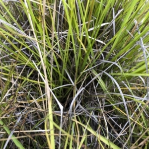 Cenchrus purpurascens at Williamsdale, NSW - 23 Mar 2019 03:56 PM