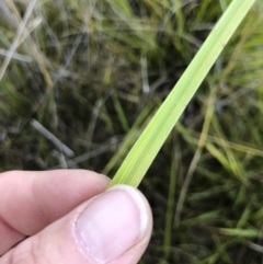 Cenchrus purpurascens at Williamsdale, NSW - 23 Mar 2019 03:56 PM