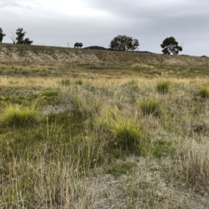 Cenchrus purpurascens at Williamsdale, NSW - 23 Mar 2019 03:56 PM