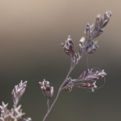 Poa sieberiana (Poa Tussock) at Illilanga & Baroona - 11 Jan 2019 by Illilanga