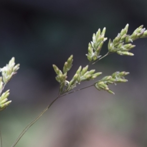 Poa sieberiana at Michelago, NSW - 12 Jan 2019